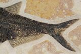 Fossil Fish (Diplomystus) - Green River Formation, Wyoming #144205-2